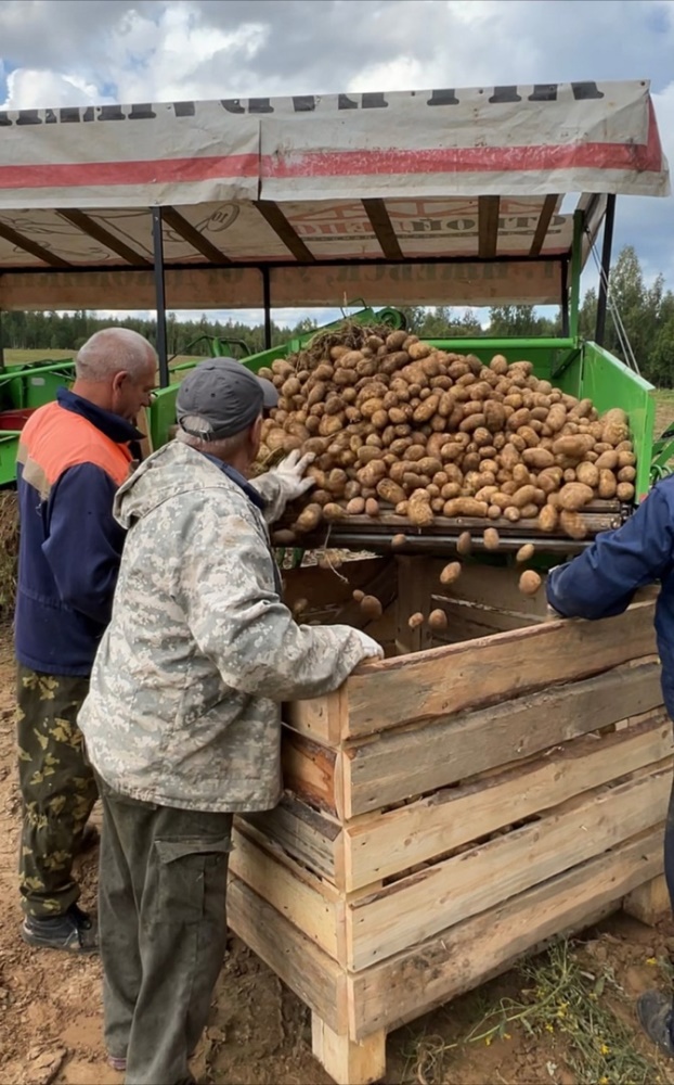 Фермер из Брейтовского района благодаря господдержке увеличивает производство картофеля